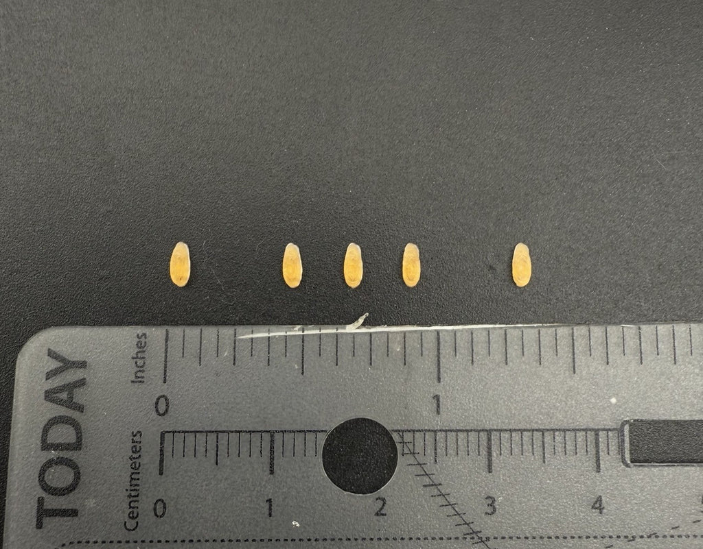 5 Pack 1/50 Amber Roof Clearance Light Cab Marker For DCP Truck Big Rig Tractor3